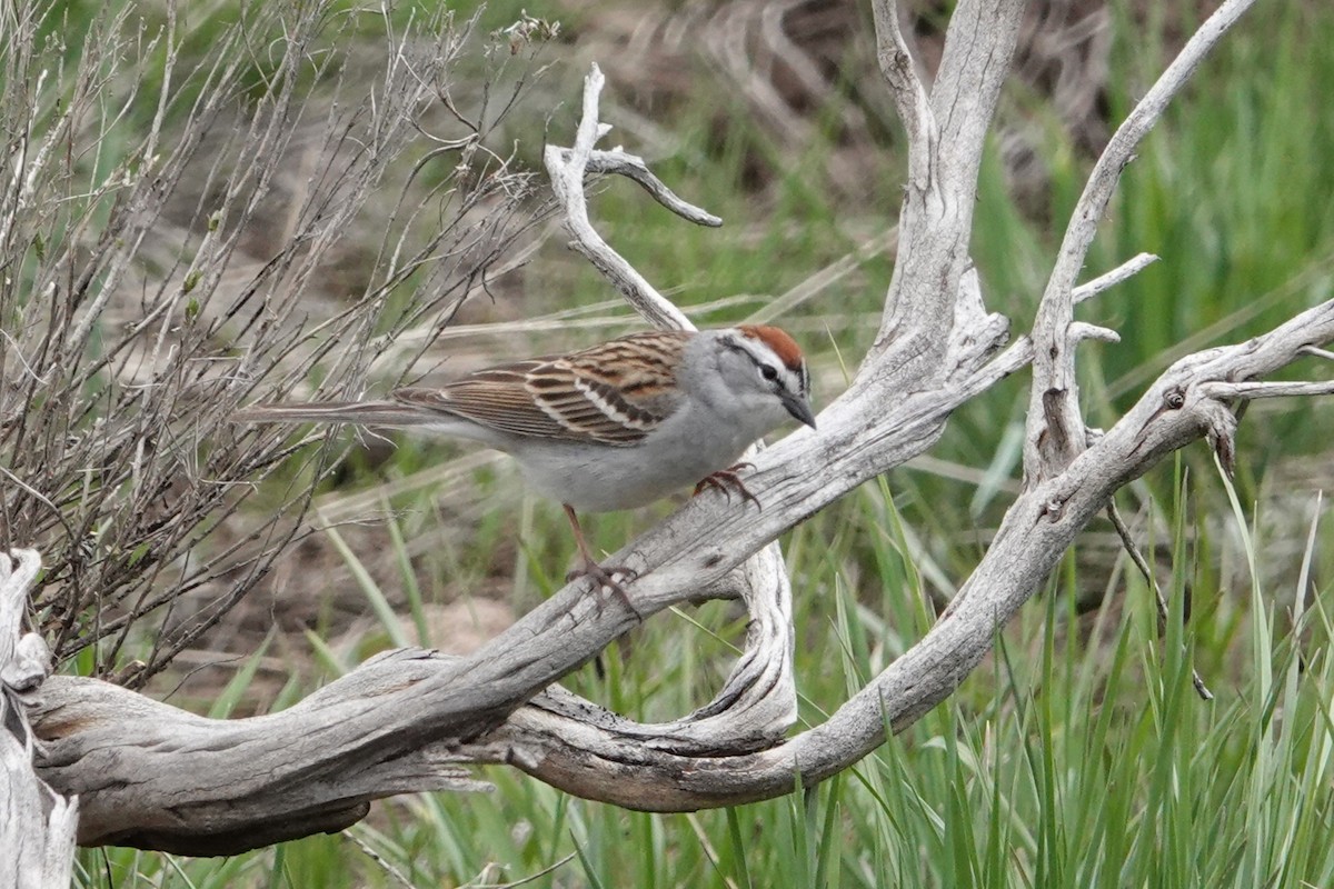 Chipping Sparrow - ML450633221