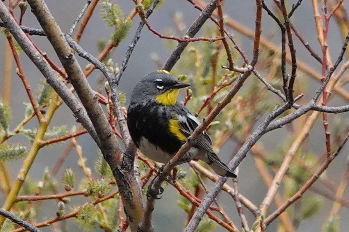 Yellow-rumped Warbler (Audubon's) - ML450633351