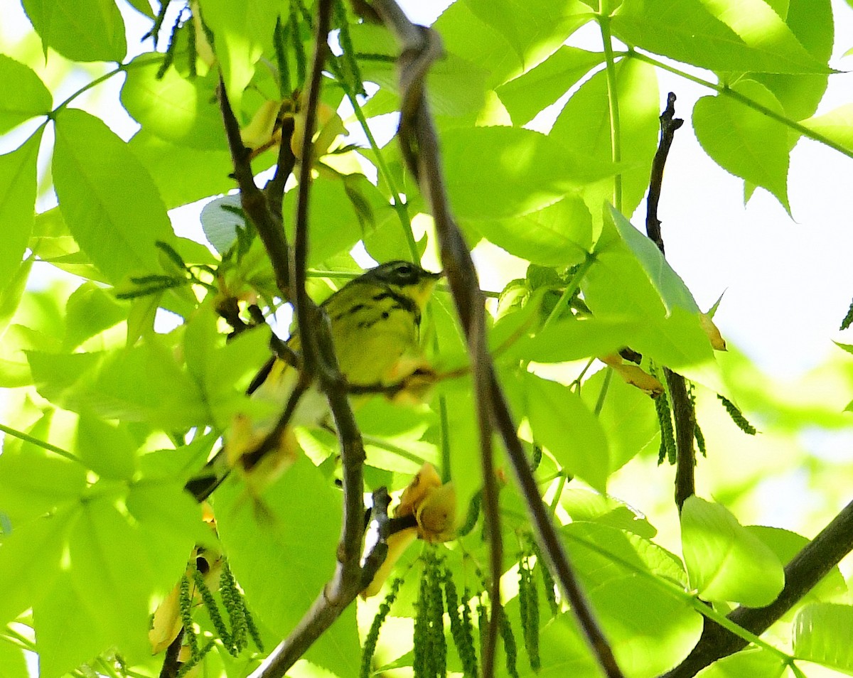 Magnolia Warbler - ML450636991