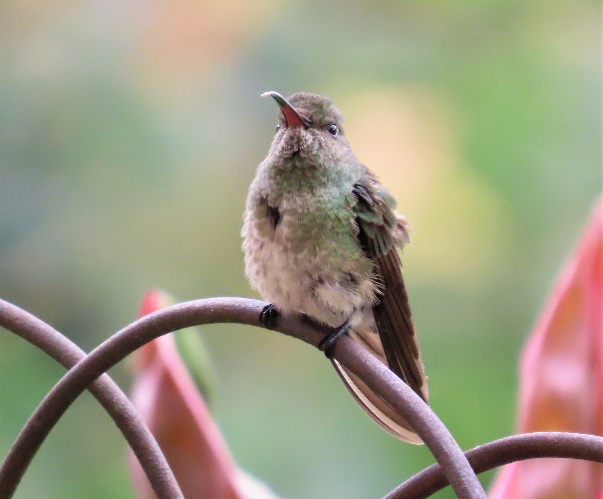 Rufous-tailed Hummingbird (Rufous-tailed) - ML450637461