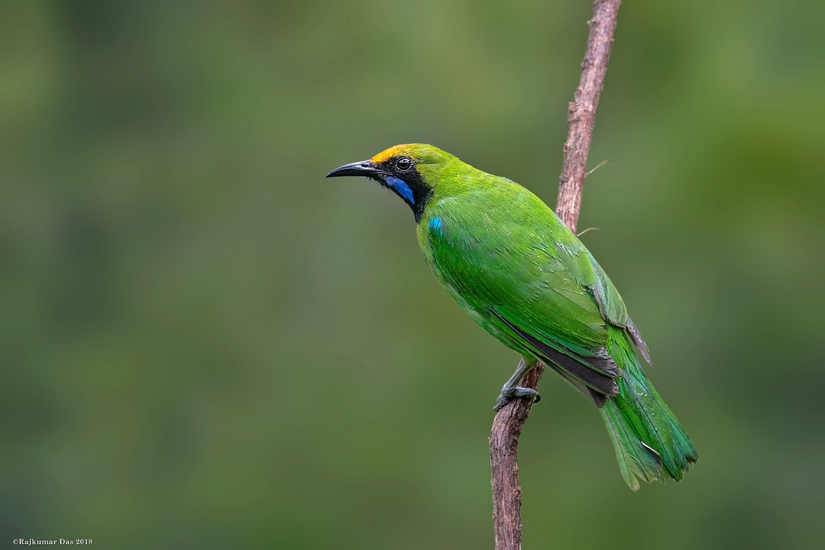 Golden-fronted Leafbird - Rajkumar Das