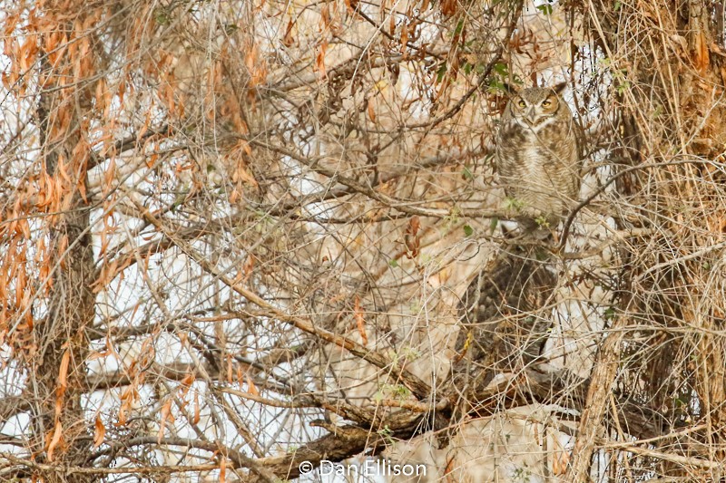Great Horned Owl - ML45064101