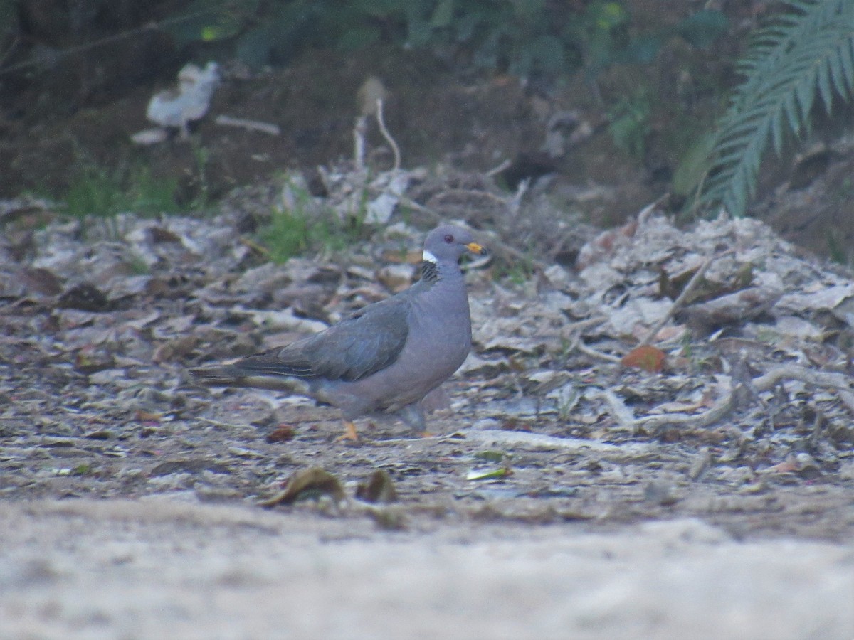 Band-tailed Pigeon - ML450641091