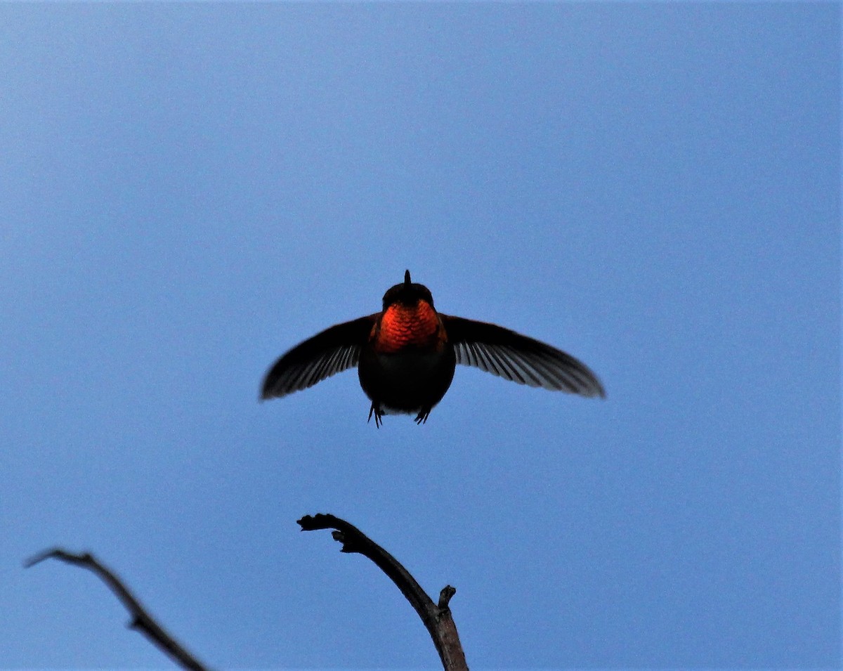 Rufous Hummingbird - ML450649351