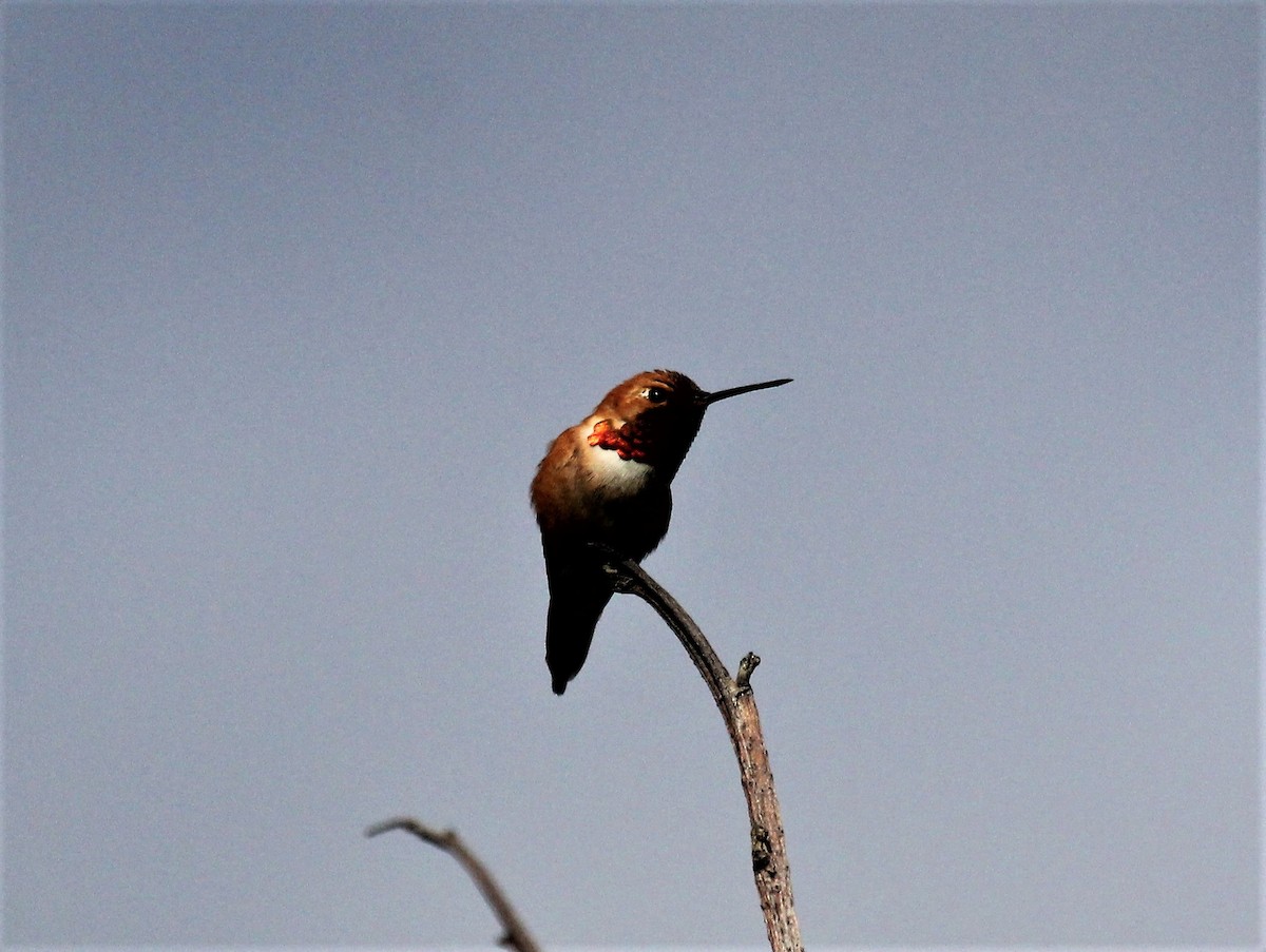 Rufous Hummingbird - ML450649431