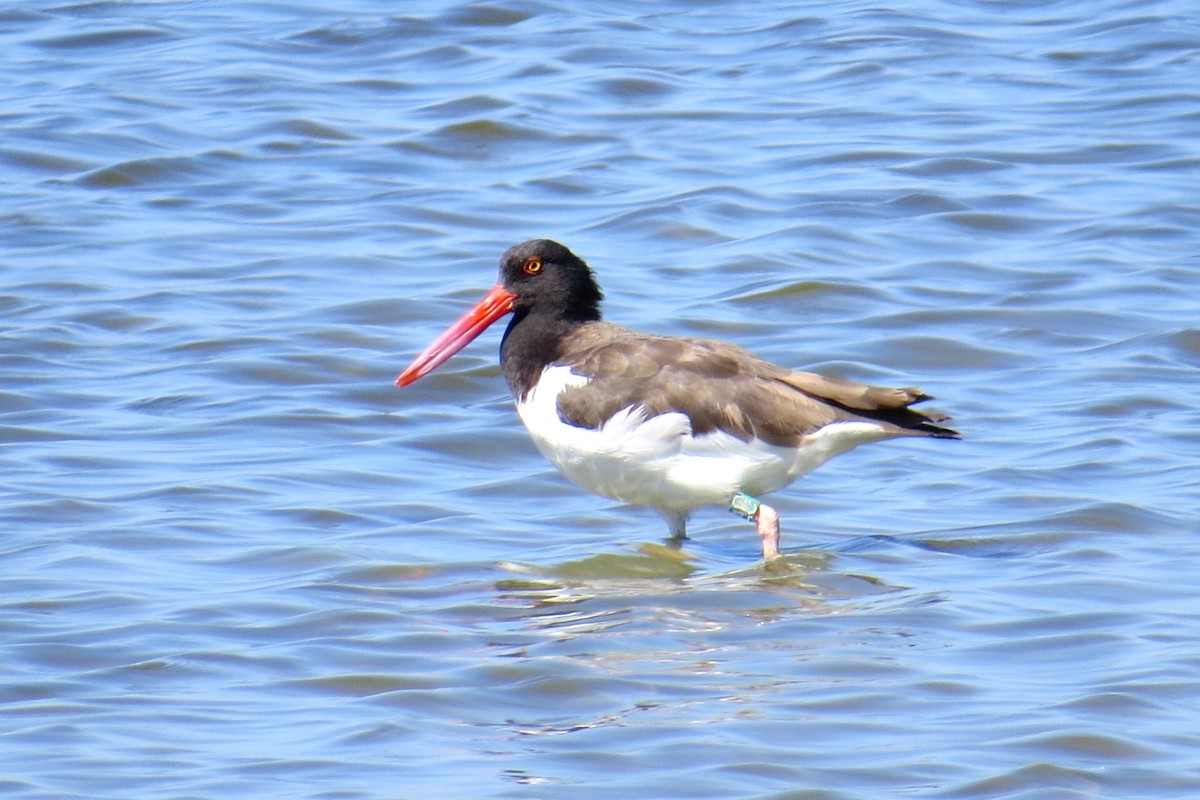 American Oystercatcher - WS Barbour