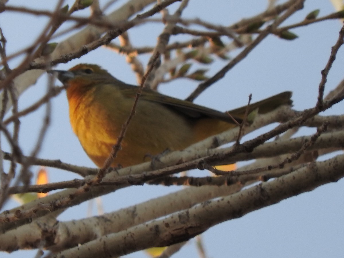 Hepatic Tanager - ML45065711