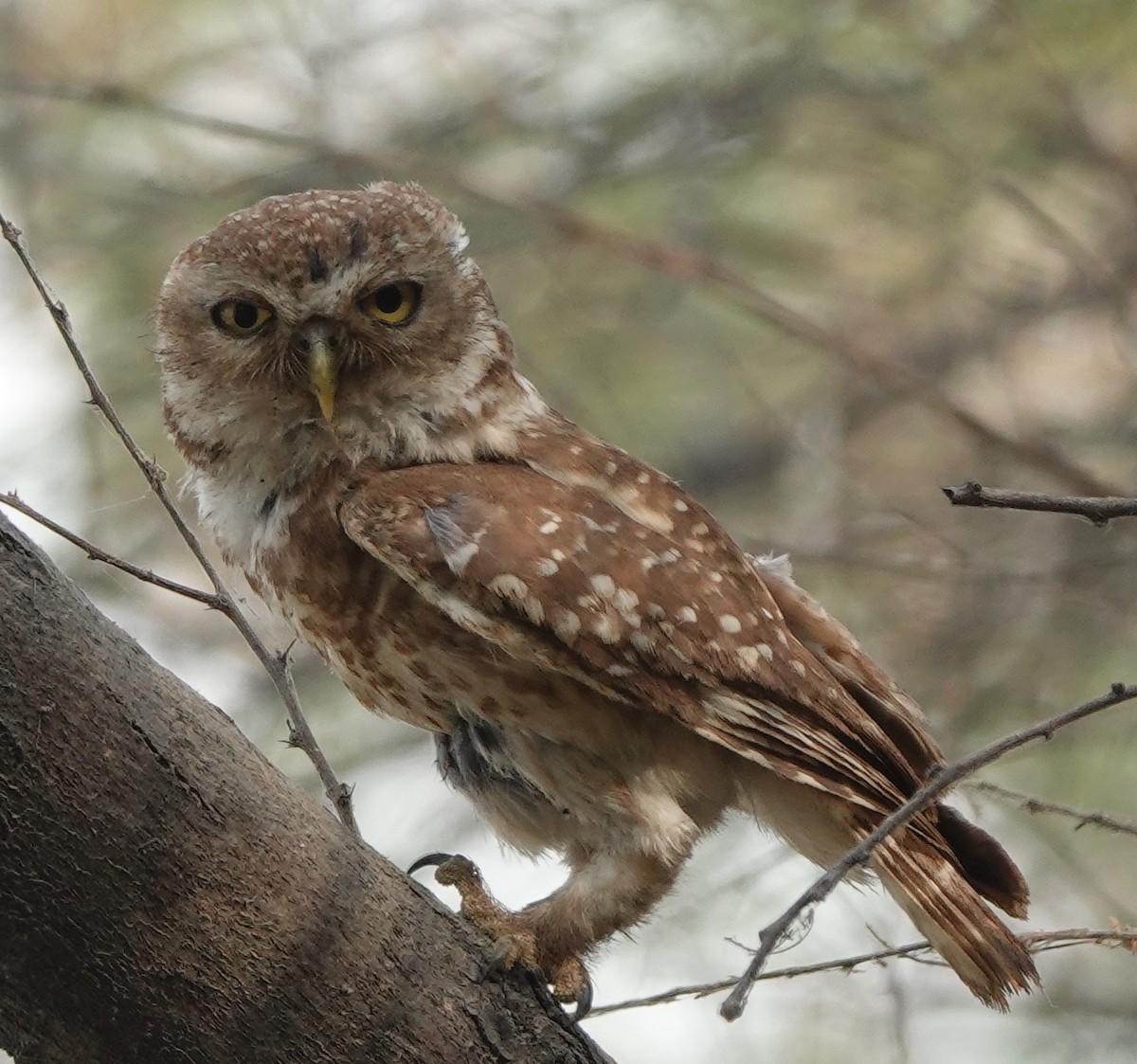 Spotted Owlet - ML450661601