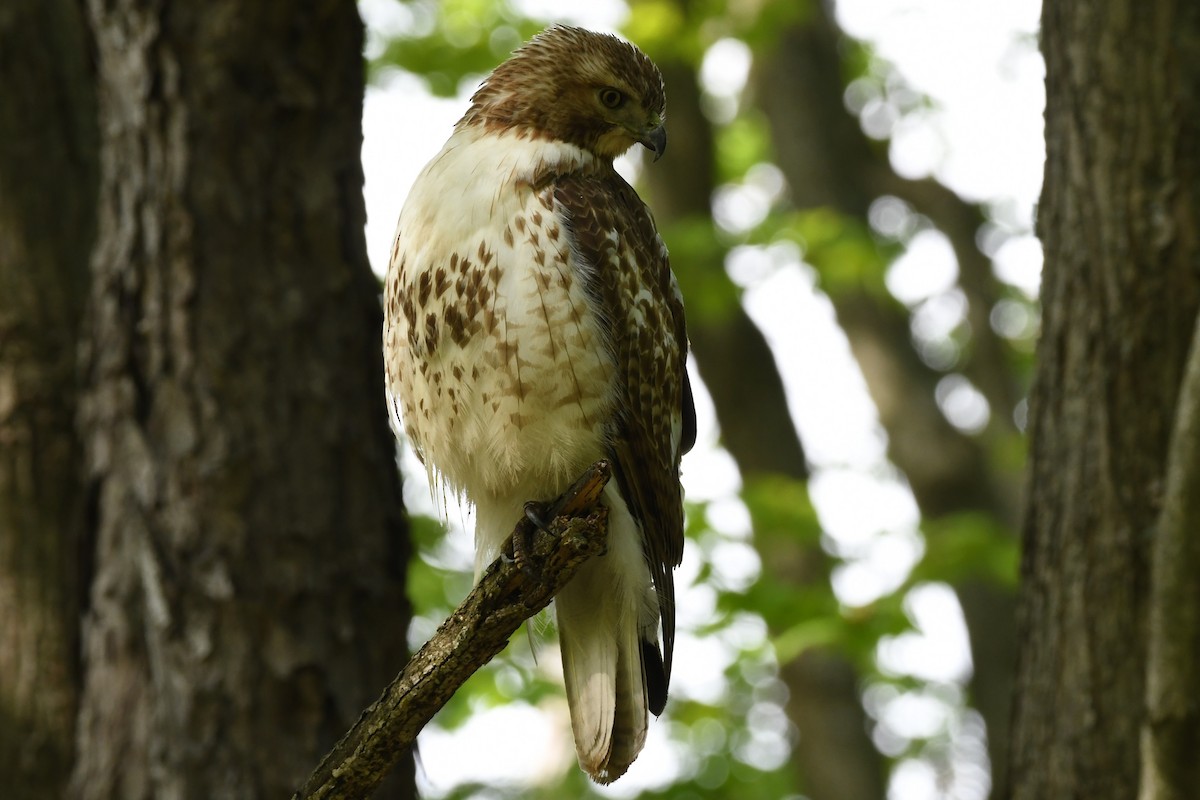 Red-tailed Hawk - ML450662381