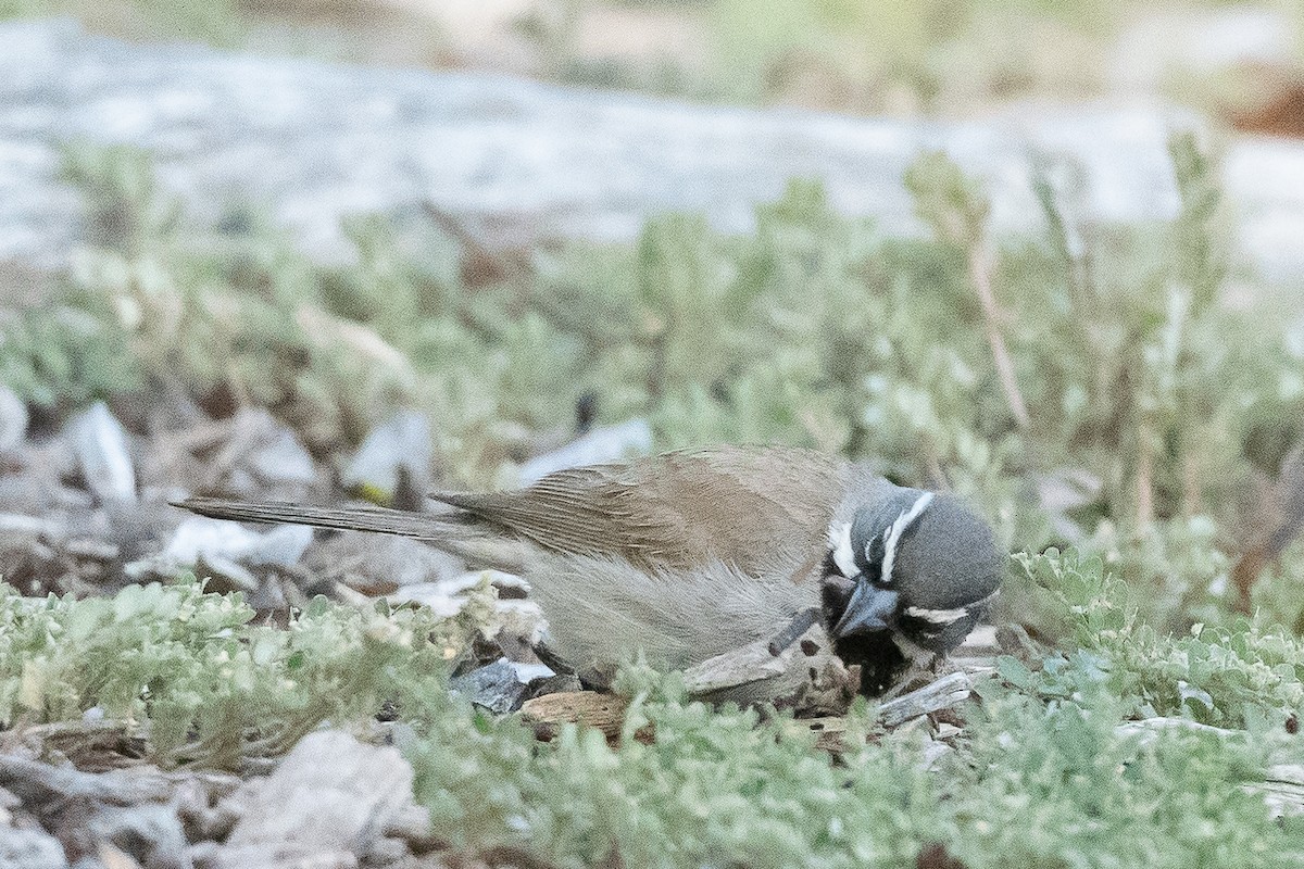 Black-throated Sparrow - ML450662481