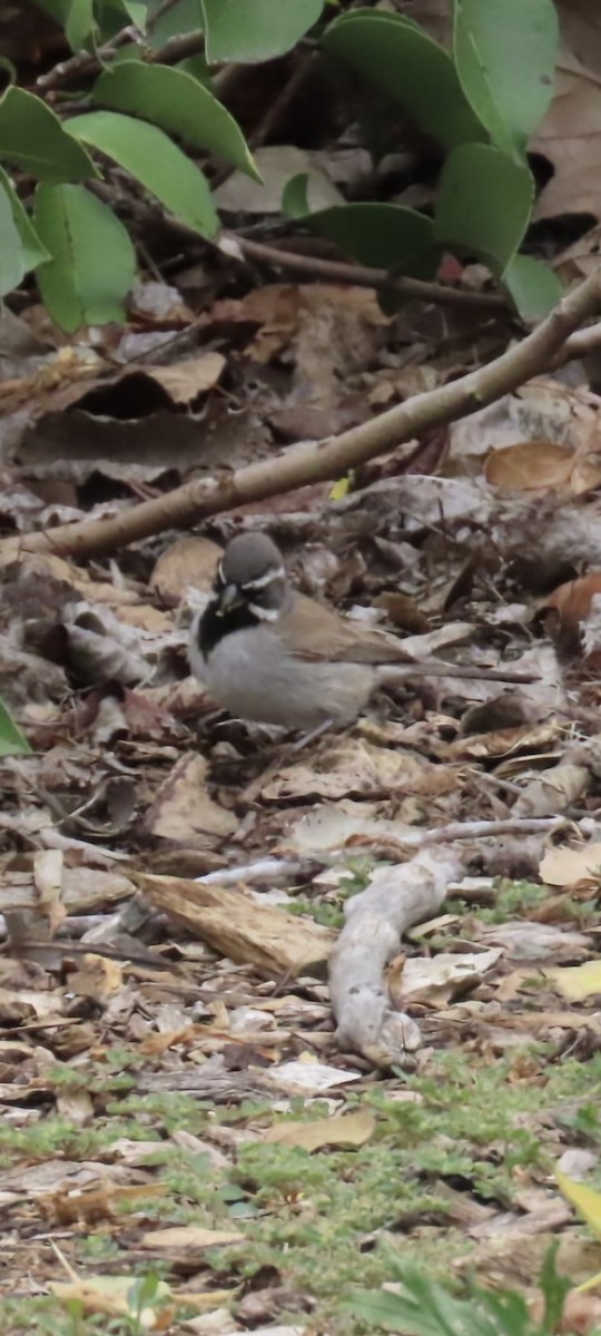 Black-throated Sparrow - ML450667881