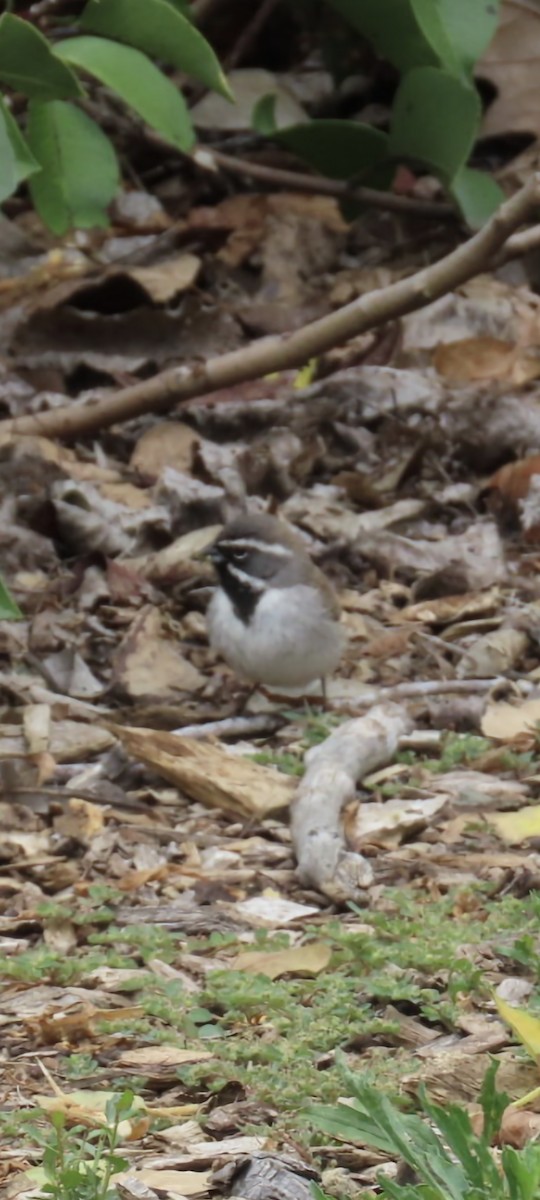 Black-throated Sparrow - ML450667891
