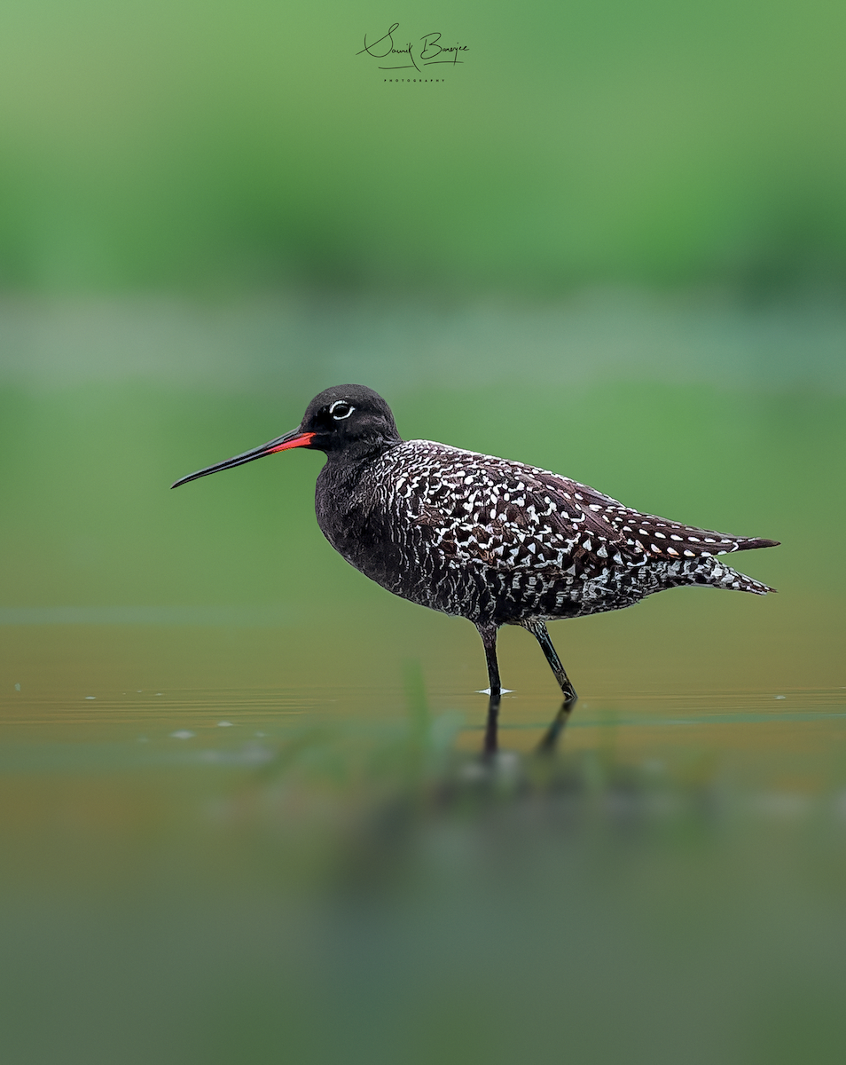 Spotted Redshank - ML450678691