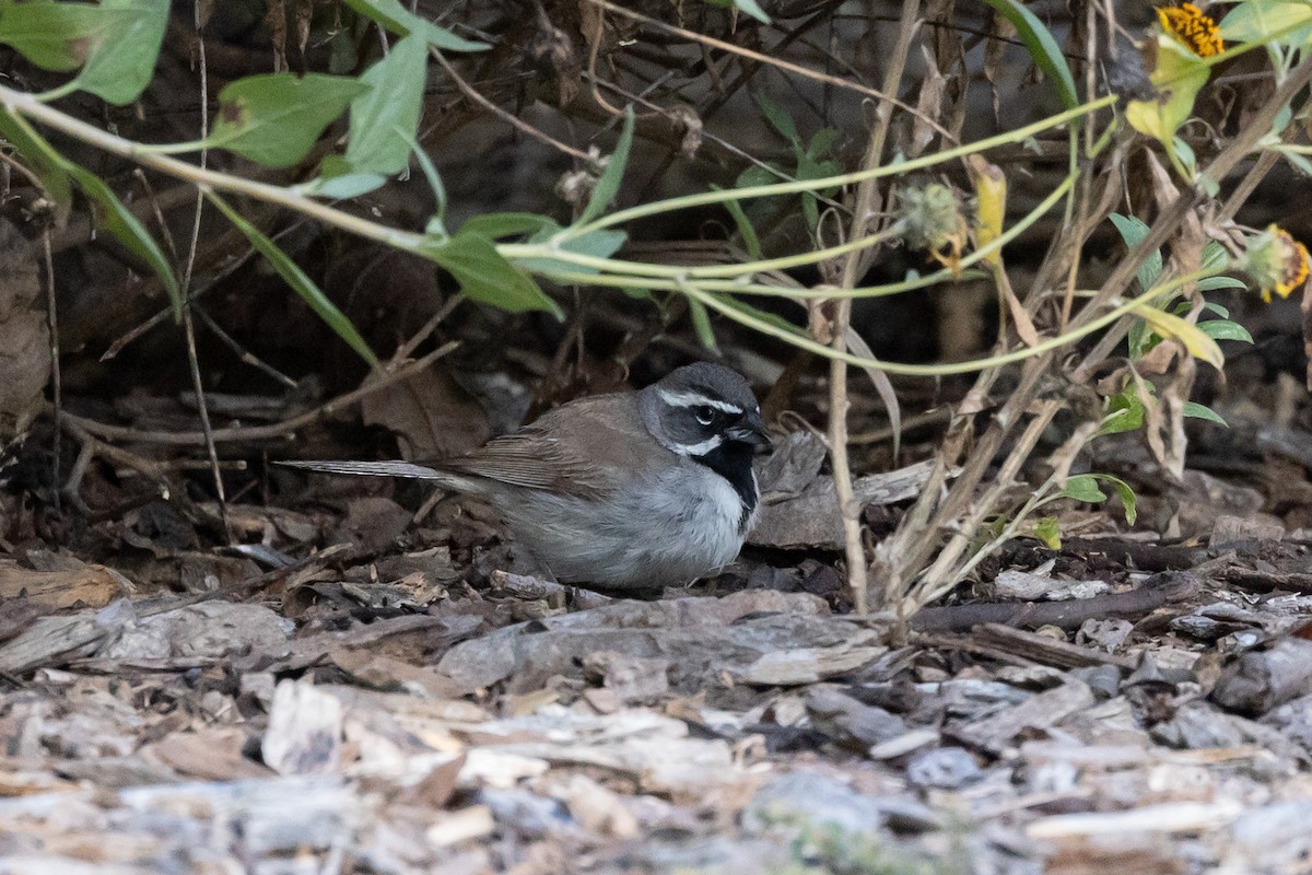 Black-throated Sparrow - ML450679941