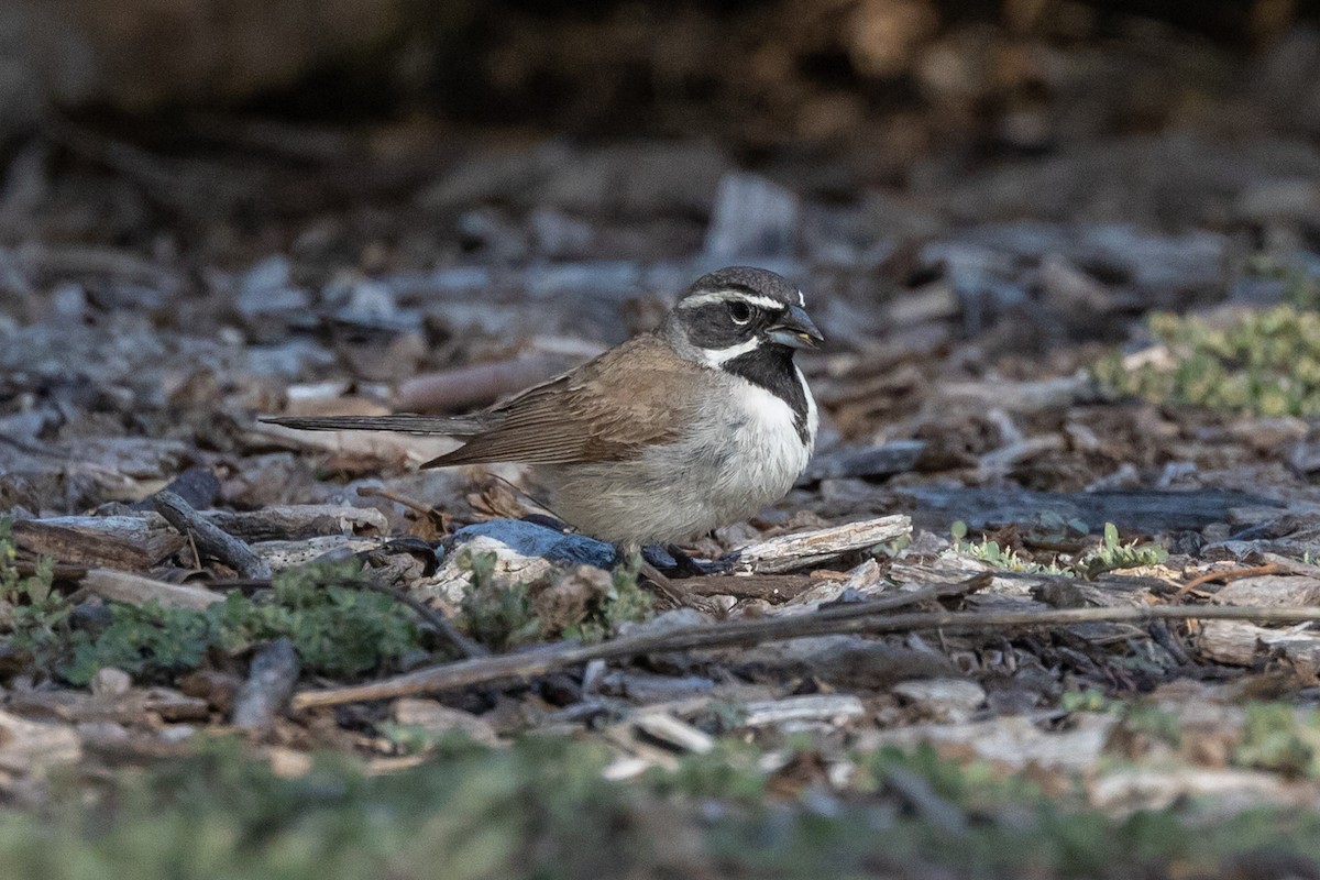 Black-throated Sparrow - ML450679951