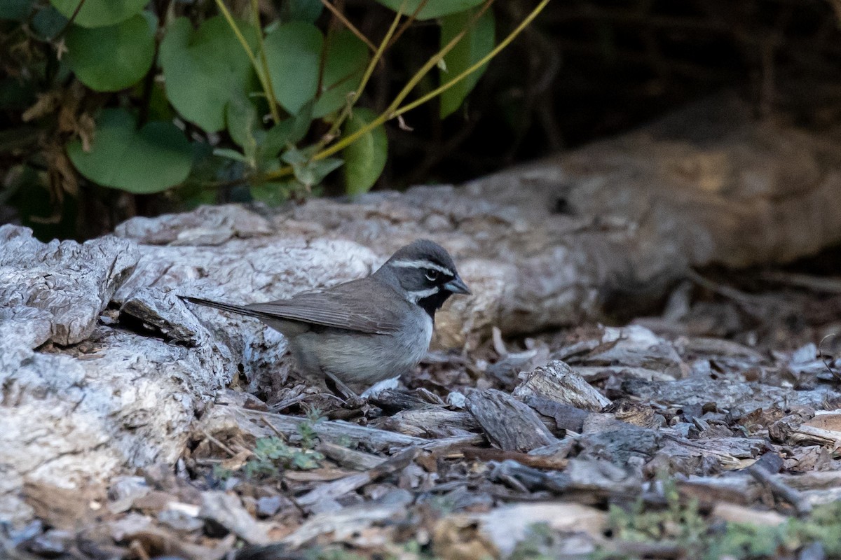 Black-throated Sparrow - ML450679971