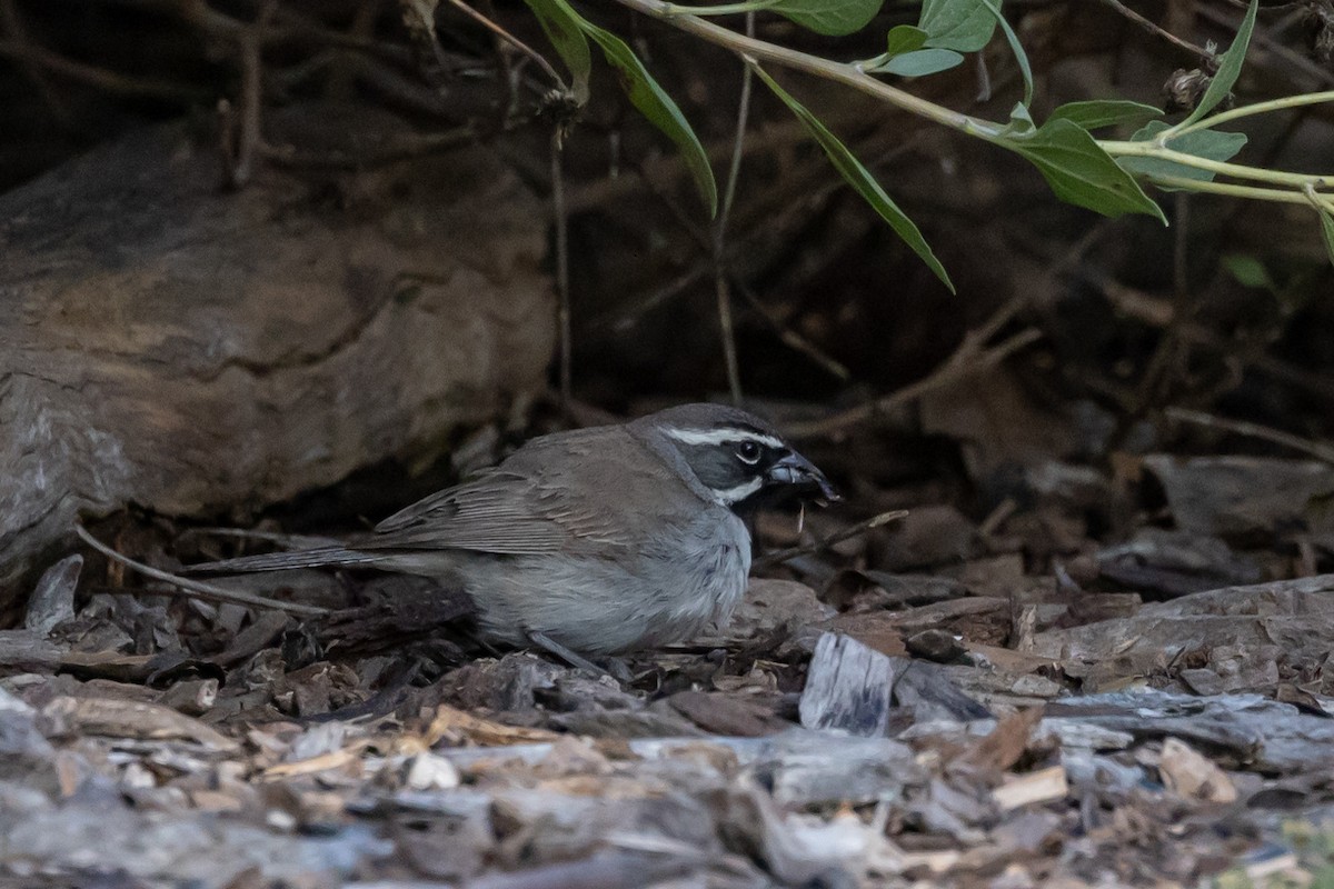 Black-throated Sparrow - ML450680021