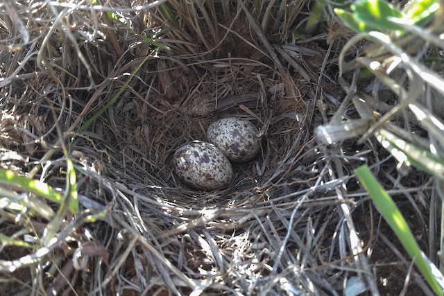Clutch of two eggs. - Short-clawed Lark - 