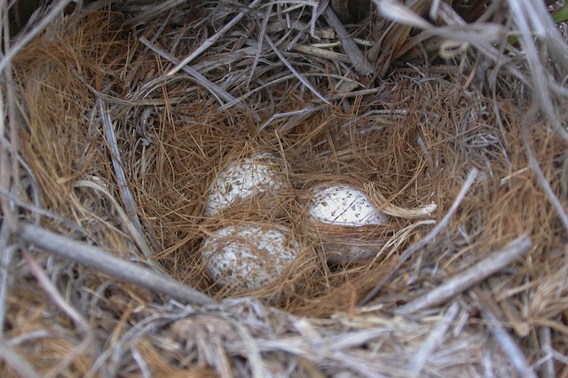 Clutch of three eggs. - Short-clawed Lark - 