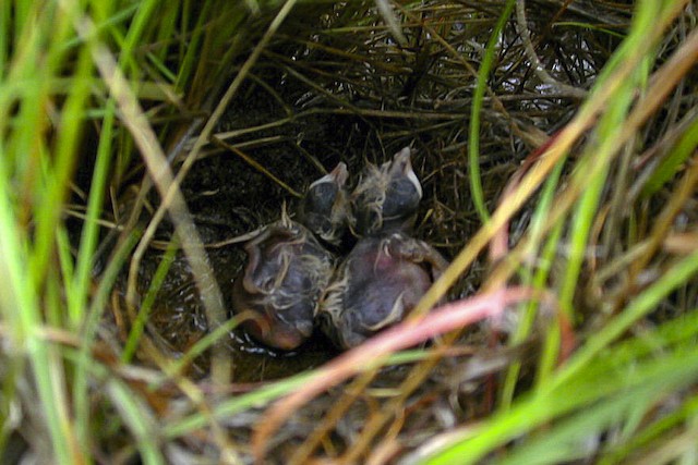 Two Short-clawed Lark nestlings in their flooded nest. - Short-clawed Lark - 