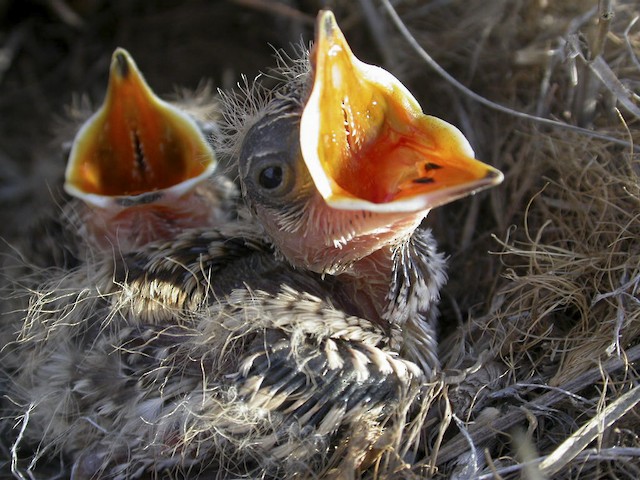 Two 9-day-old Short-clawed Lark nestlings, showing dark tongue spots. - Short-clawed Lark - 