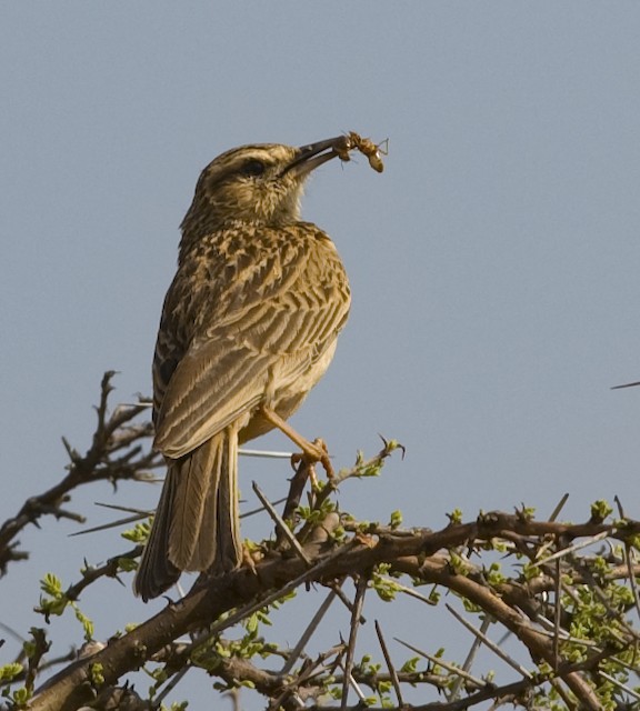 Bird with termite. - Short-clawed Lark - 