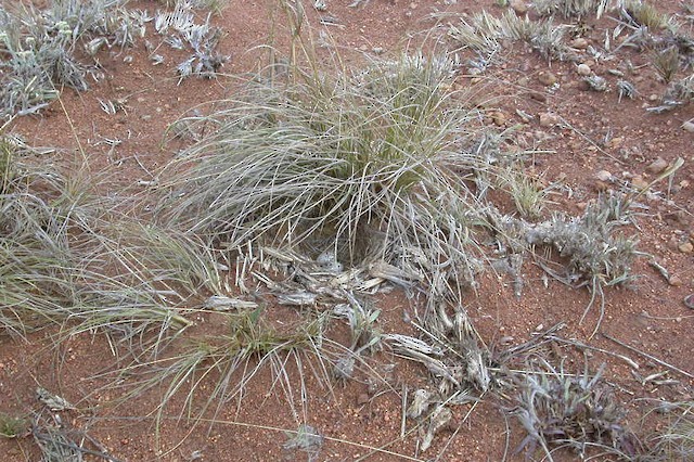 Short-clawed Lark nest under a tuft of grass. - Short-clawed Lark - 