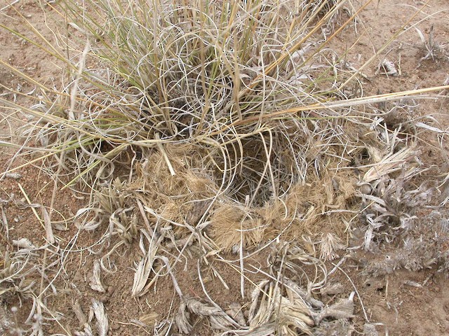 A Short-clawed Lark nest with a well-developed apron. - Short-clawed Lark - 