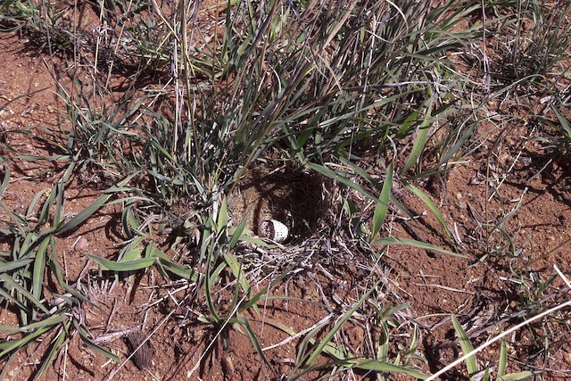 Nest with one egg; general view. - Short-clawed Lark - 