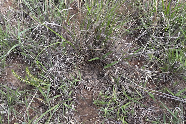 A Short-clawed Lark nest with two ~5-day-old nestlings; general view. - Short-clawed Lark - 