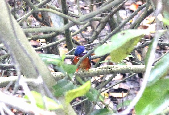 Blue-eared Kingfisher - ML450682781