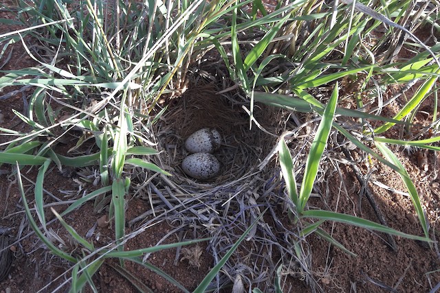 A Short-clawed Lark nest containing two eggs. - Short-clawed Lark - 