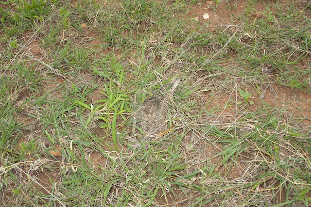 Short-clawed Lark nest with three eggs; general view. - Short-clawed Lark - 