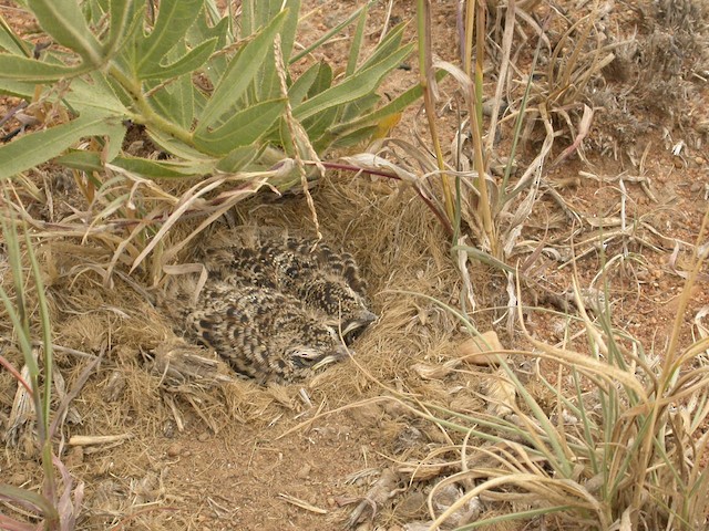 Two 11-day-old Short-clawed Lark nestlings. - Short-clawed Lark - 