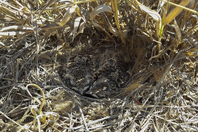 Two 9-day-old Short-clawed Lark nestlings. - Short-clawed Lark - 