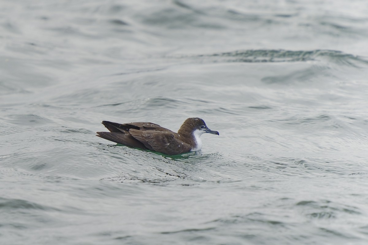 Galapagos Yelkovanı - ML450684791