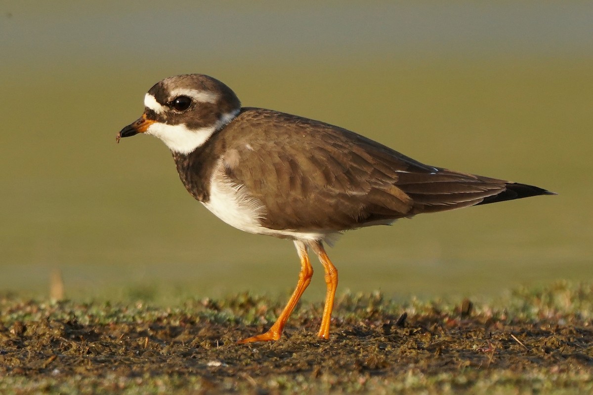 Common Ringed Plover - ML450685291