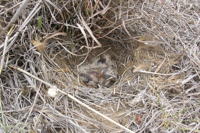 Two 3-day-old Short-clawed Lark nestlings. - Short-clawed Lark - 