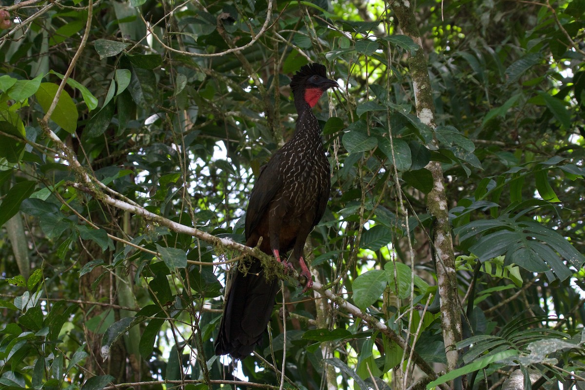 Crested Guan - ML45068661