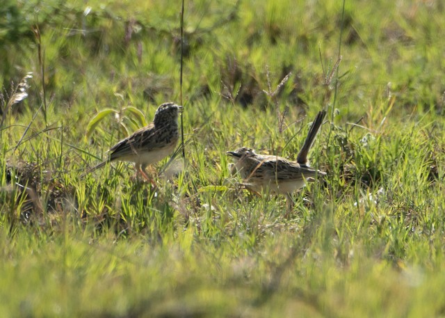 A male Short-clawed Lark (tail raised) performing a courtship dance to a female. - Short-clawed Lark - 
