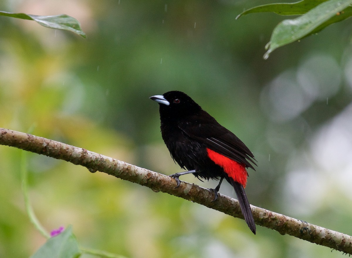 Scarlet-rumped Tanager (Passerini's) - ML45069611