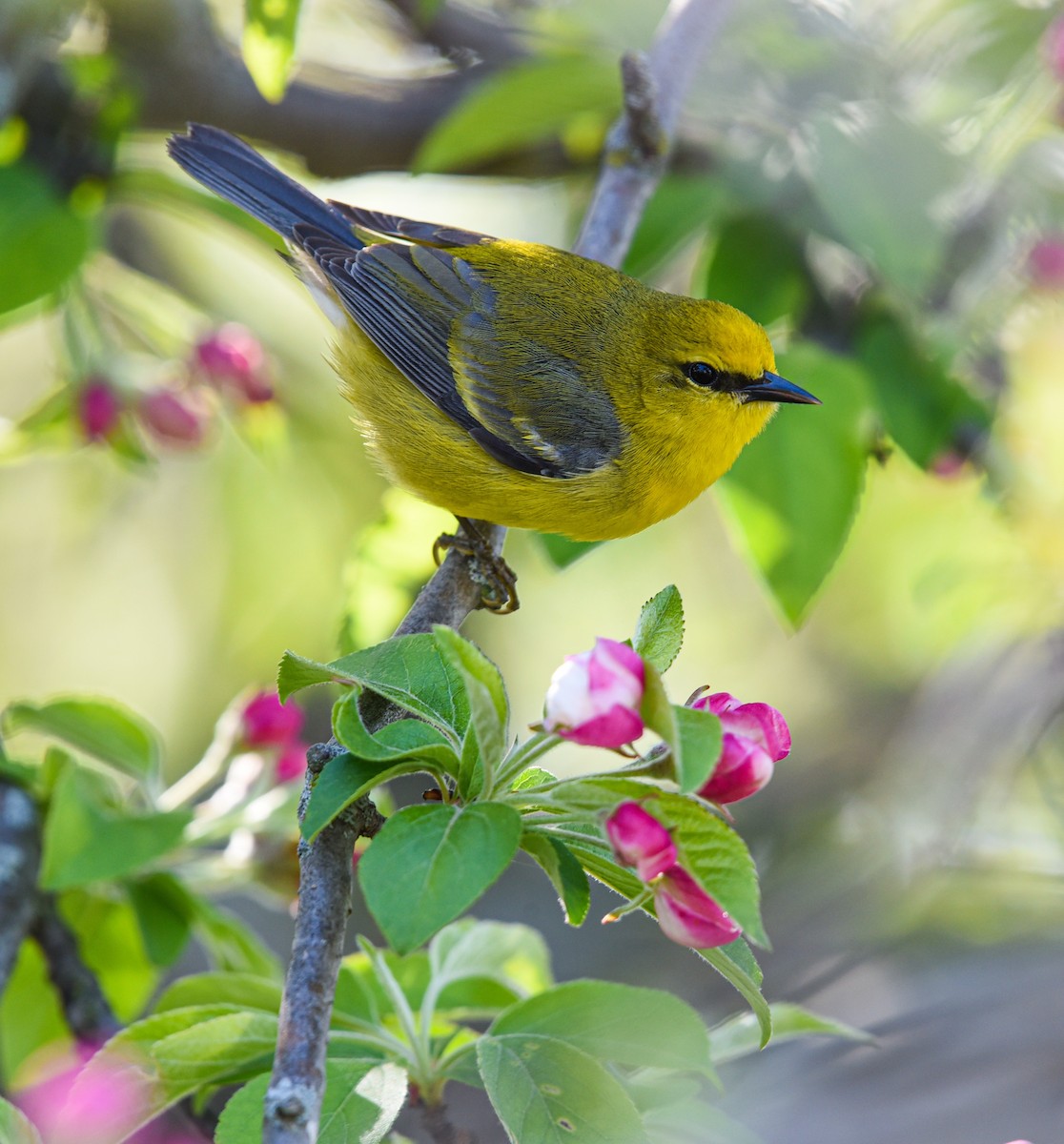 Golden-winged x Blue-winged Warbler (hybrid) - eBird