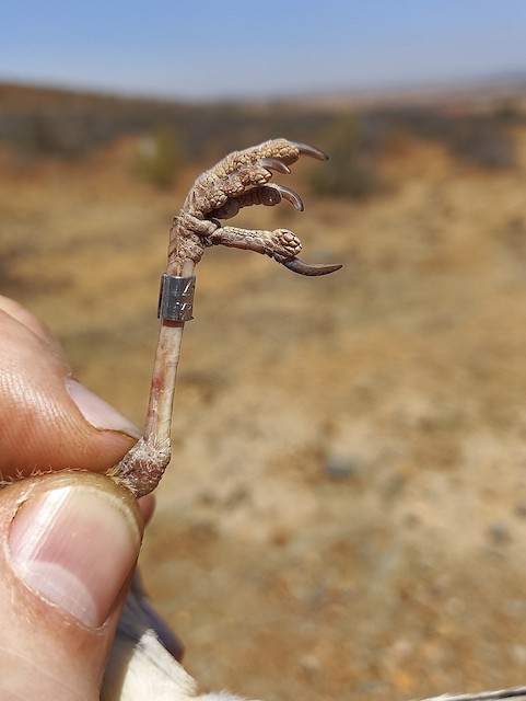 Foot of an adult Short-clawed Lark. - Short-clawed Lark - 