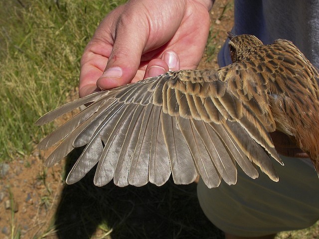 Short-clawed Lark completing Definitive Prebasic Molt during March in northwestern South Africa. - Short-clawed Lark - 