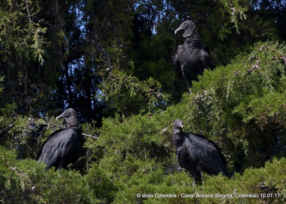 Black Vulture - Dodo Colombia