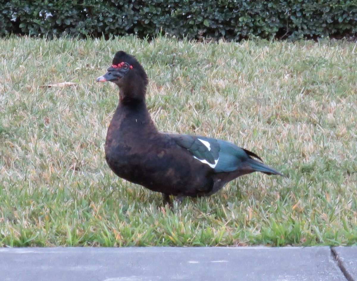 Muscovy Duck (Domestic type) - Greg Vassilopoulos