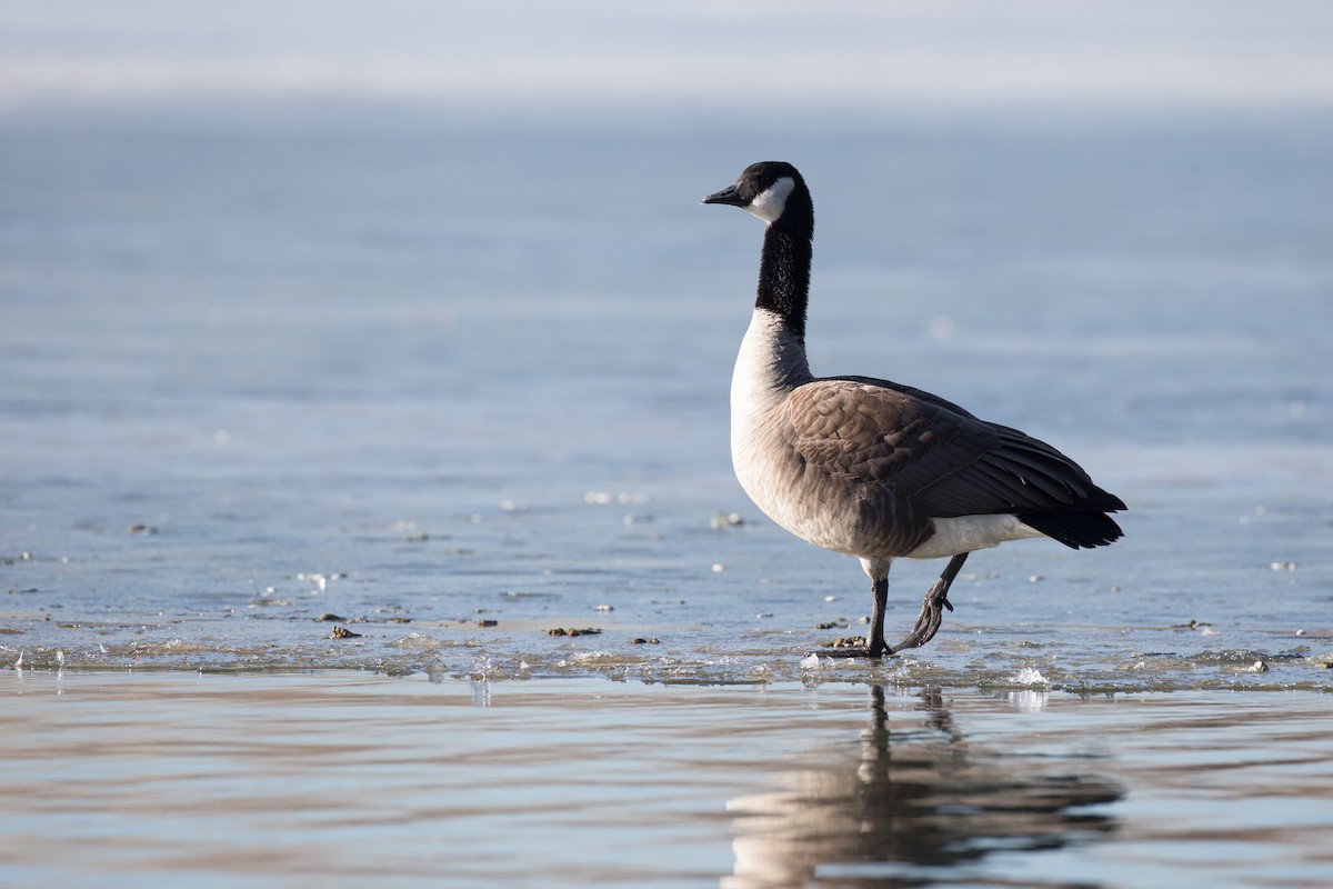 Canada Goose (canadensis Group) - ML45071901