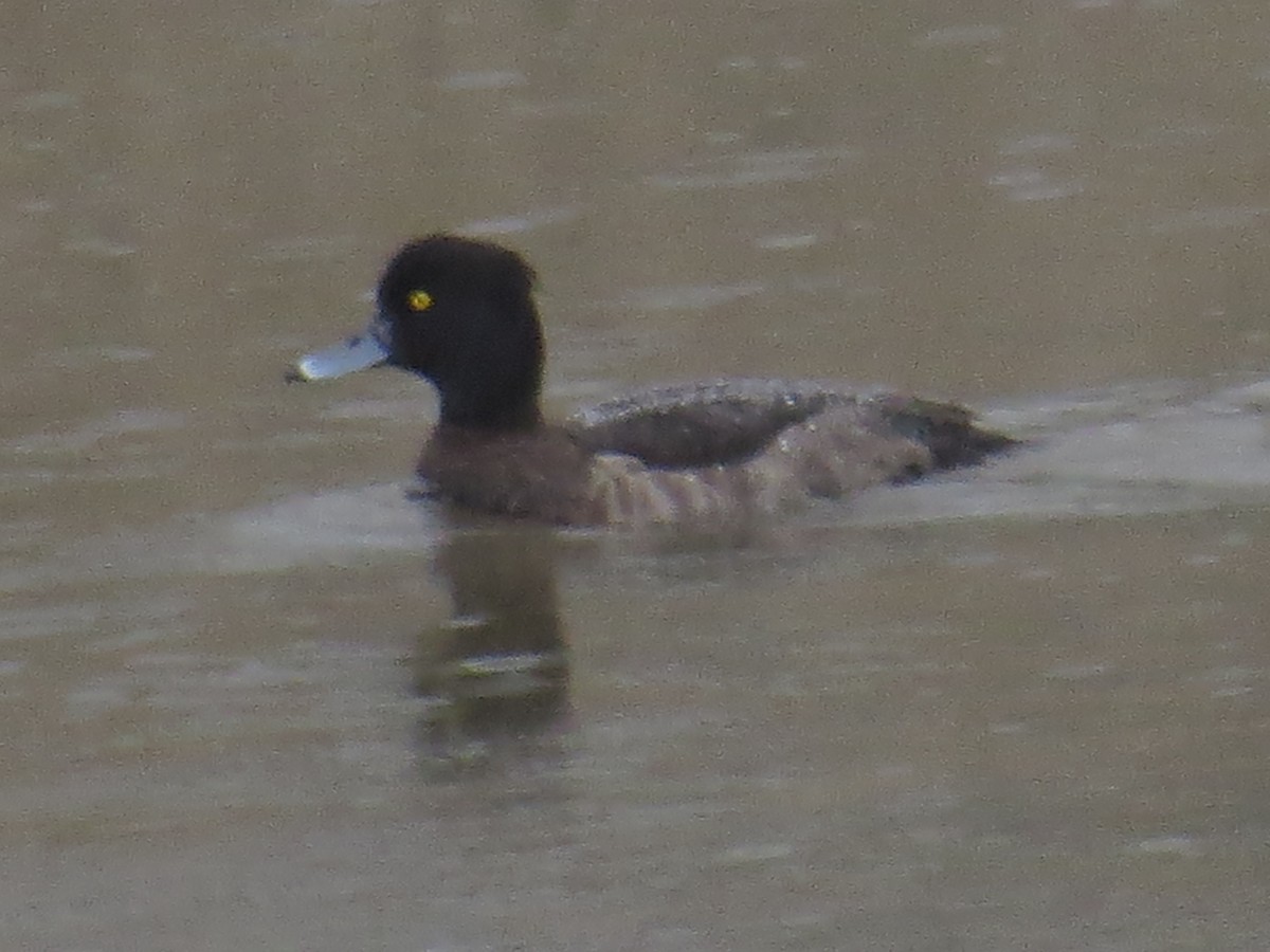 Tufted Duck - ML45072141