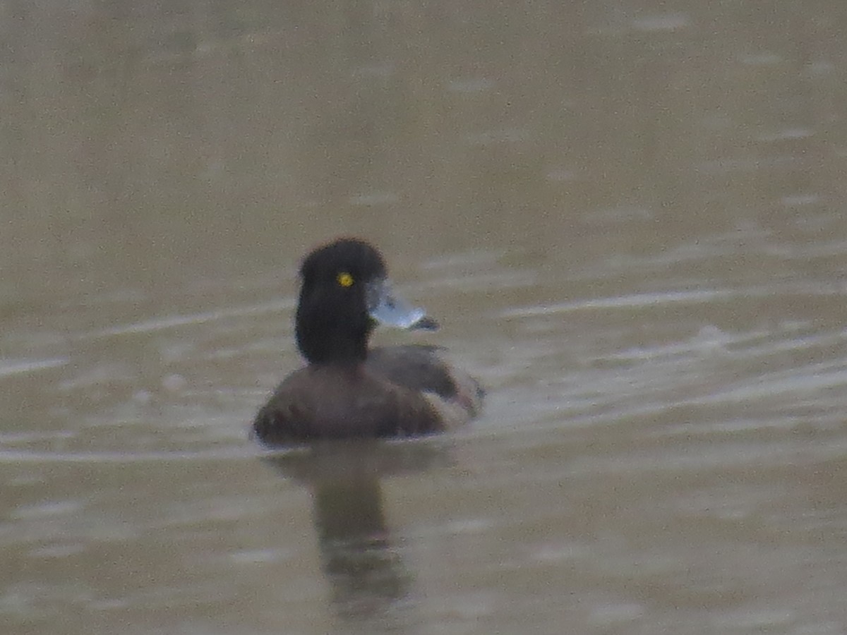 Tufted Duck - ML45072281