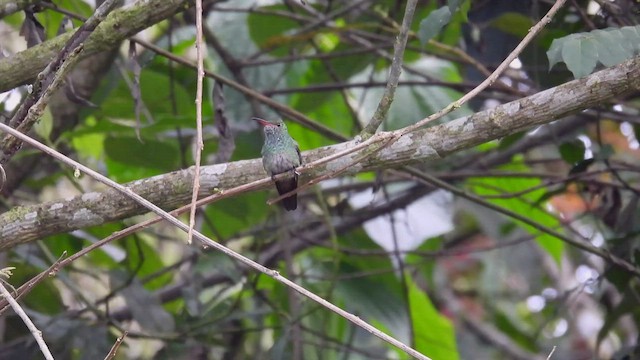 Kızıl Kuyruklu Kolibri - ML450724601